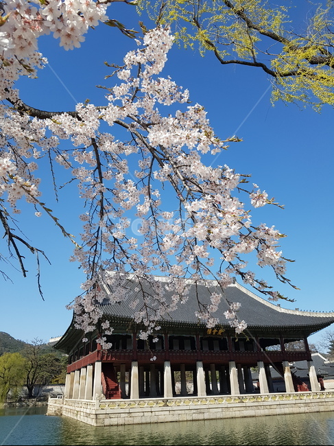 나무,tree,plant,식물,봄,꽃,flower,하늘