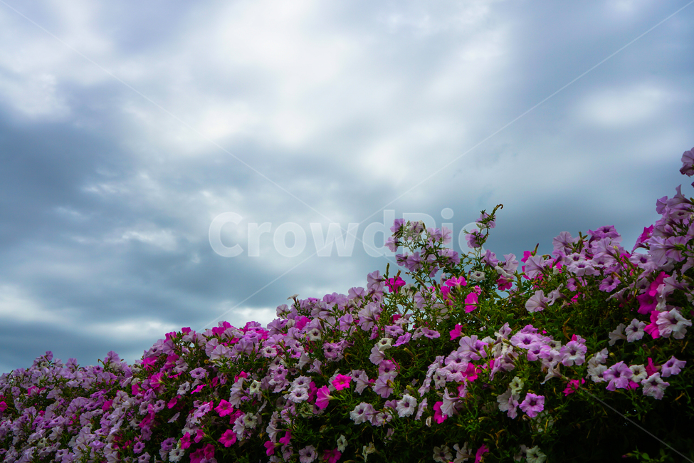 꽃,꽃담,식물,하늘,구름,식물,자연,plants,nature,꽃,flower