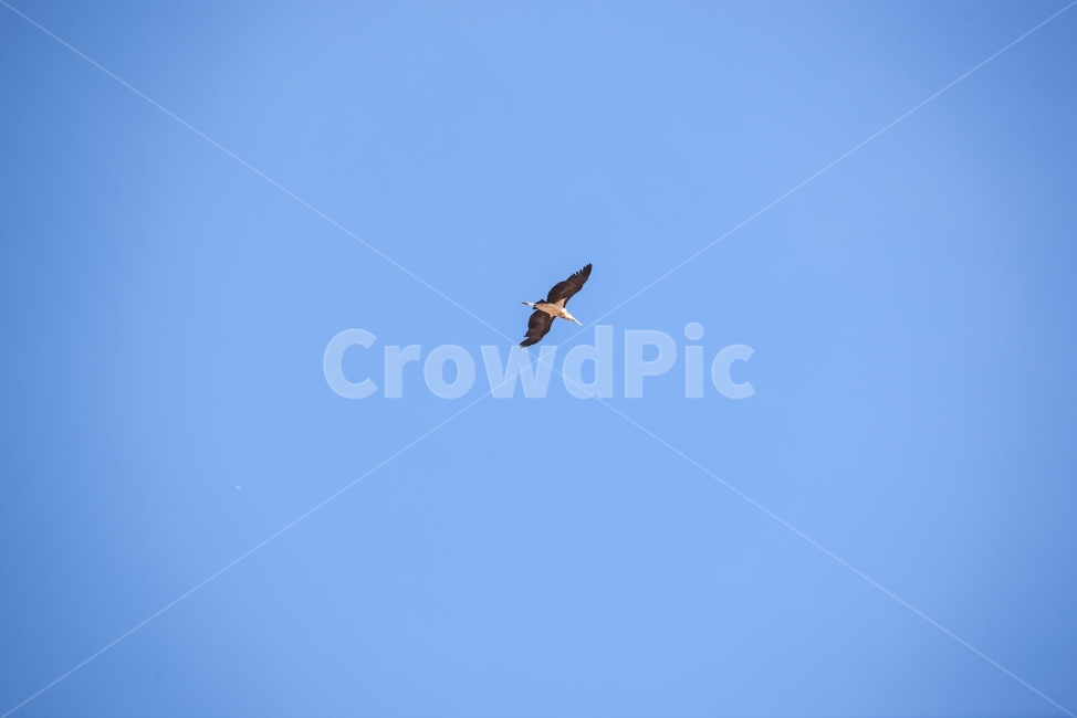 새,아프리카,우간다,카롤리,여행,africa,동물,animal,조류,새,birds