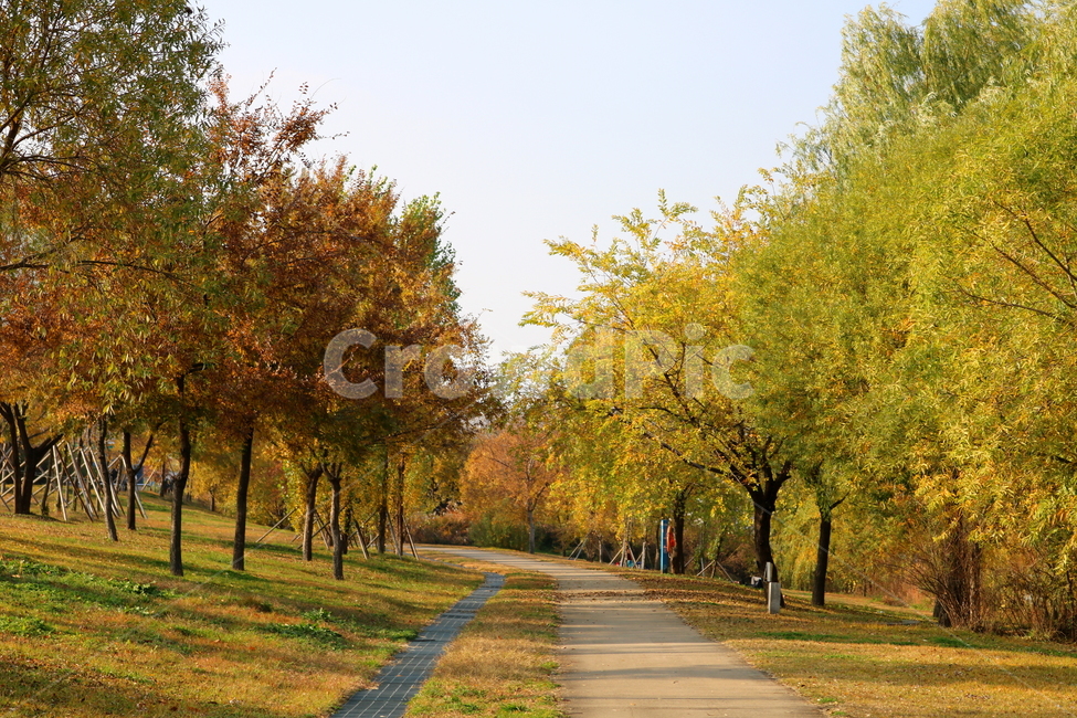 공원,선유도공원,한강공원,자연,풍경,나무,가을,단풍,낙엽,산책길,가을,계절,fall,autumn,season,자연,풍경,nature,landscape,식물,plants,나무,trees,wood,tree,plant,path,통로