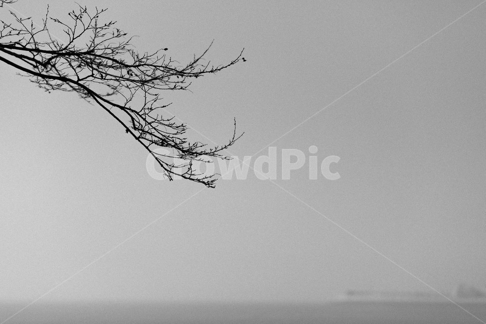 나무,나뭇가지,흑백사진,흑백,바닷가,BW,BlackWhite,잿빛하늘,하늘,자연,풍경,nature,landscape,흑백,모노톤,monochrome,black and white,bird,새,flying,나는,animal,동물