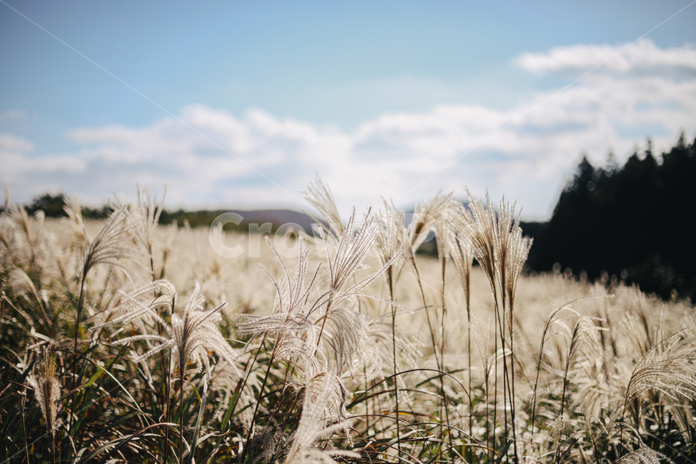 억새,갈대,가을,silvergrass,식물,가을,계절,fall,autumn,season,plant,food,음식,vegetable,야채,grain,곡물