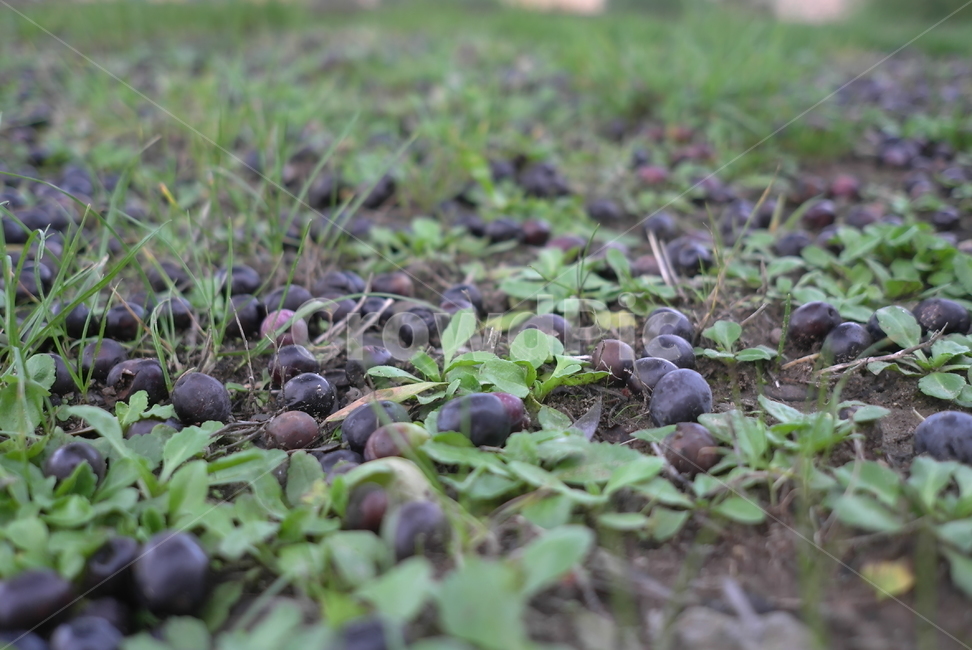 올리브열매,올리브,이태리올리브,토스카나올리브,올리브유,식물,fruit,과일,식물,자연,plants,nature