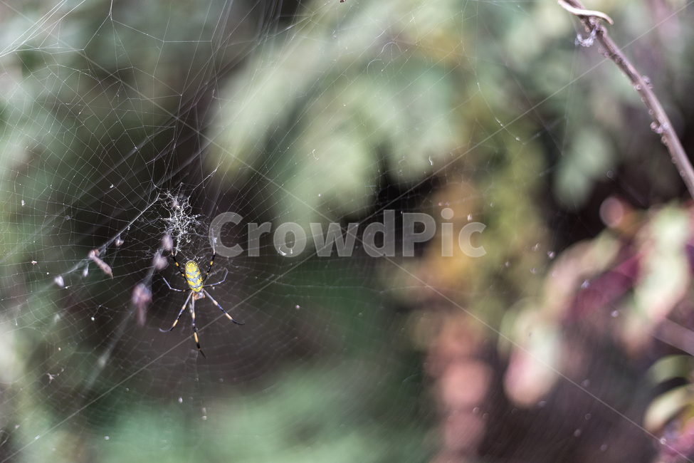 거미,곤충,자연,거미줄,스파이더,spider,감옥,동물,animal,곤충,벌레,insect,bug