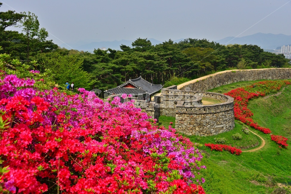 blossom,flower,꽃,plant,식물,outdoors,옥외,자연,경치,경관,풍경,봄,계절,고창,고창읍성,모양성,유적지,문화재,철쭉,삘강꽃,철쭉꽃,만개