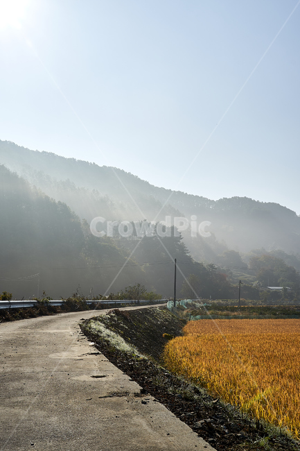농촌,nature,자연,outdoors,옥외,길,벼,가을농촌,가을,시골,마을,풍경,landscape,country,rural,town