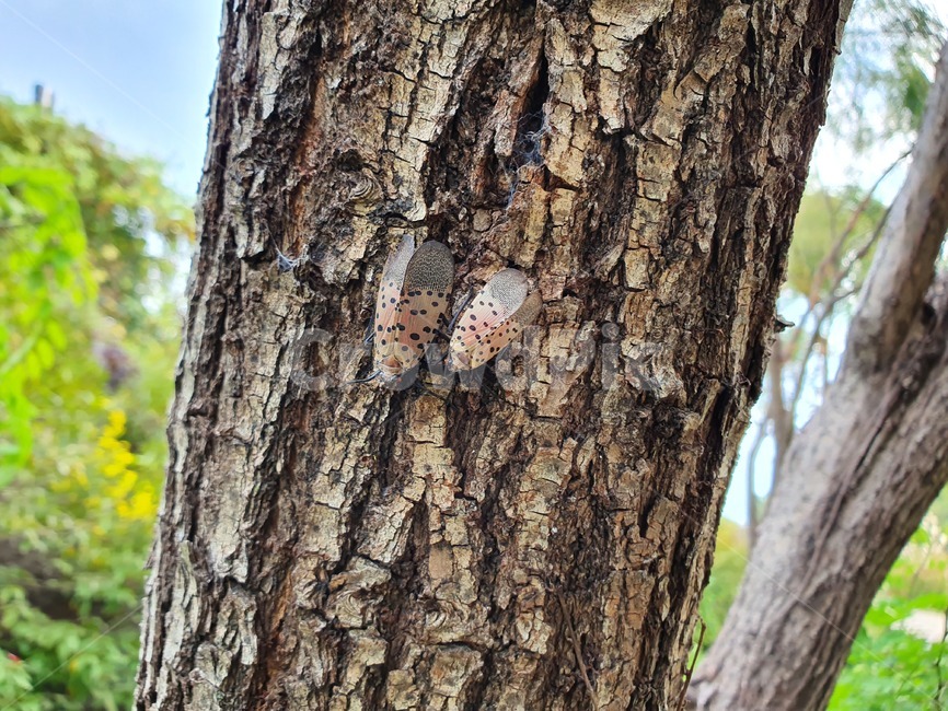 treetrunk,나무,tree,plant,식물,곤충,나무줄기,곤충,벌레,insect,bug
