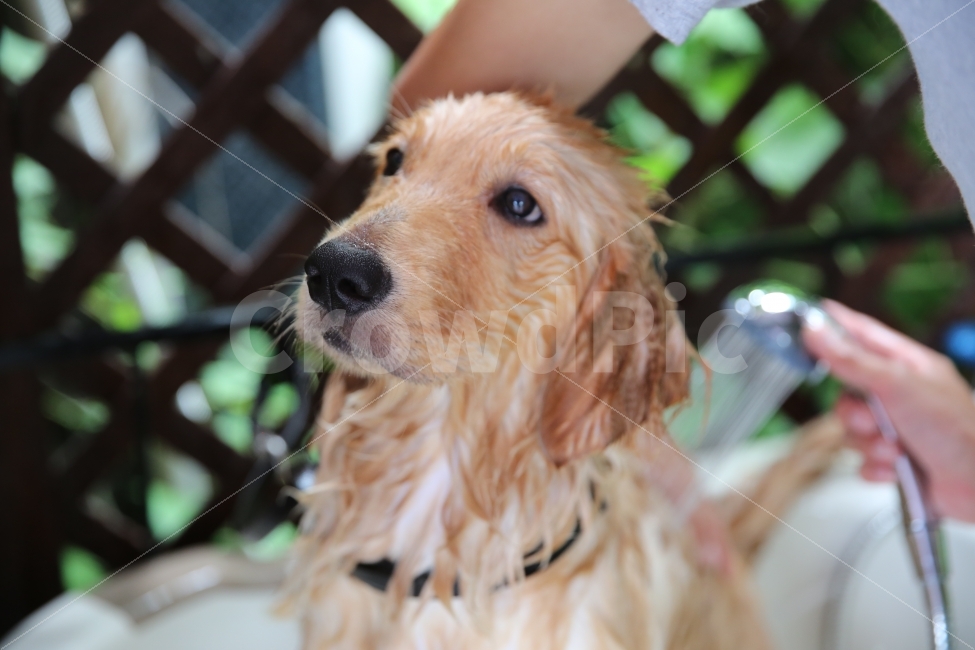 반려견,동물목욕,개목욕,동물샤워,개샤워,청소,동물,animal,포유류,mammal,개,강아지,dog,doggy