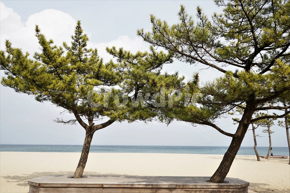 바다,낙산,해수욕장,모래사장,자연,소나무,자연,풍경,nature,landscape,식물,plants,나무,trees,wood,tree,plant,tree trunk,나무 줄기