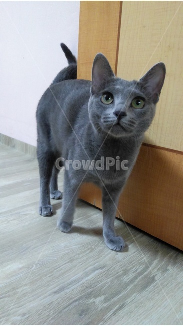 러시안블루,호기심,냥이,고양이,반려묘,동물,animal,포유류,mammal,고양이,cat,kitten,kitty