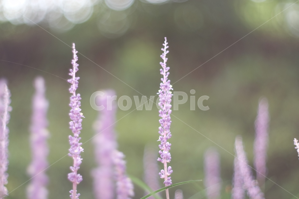맥문동,보라색꽃,꽃,flower,여름꽃,맥문동꽃,식물,자연,plants,nature,꽃,flower,감성,sensible,feeling
