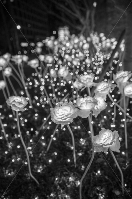 조명,꽃조명,빛,보케,흑백,야경,밤,풍경,nightscape,night,landscape,꽃,flower,흑백,모노톤,monochrome,black and white,plant,식물,blossom,petal,꽃잎