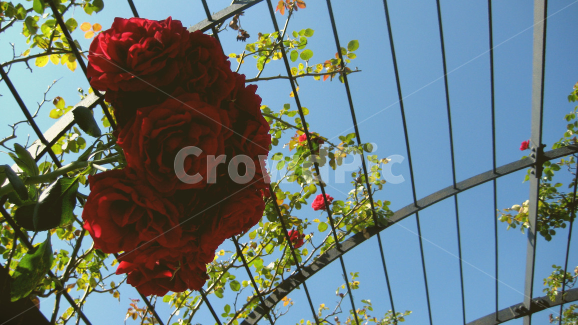 장미,꽃,rose,로즈,장미꽃,식물,자연,plants,nature,꽃,flower