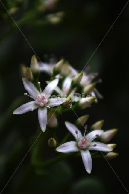 꽃,식물,flower,plant,color,식물,자연,plants,nature,꽃,flower
