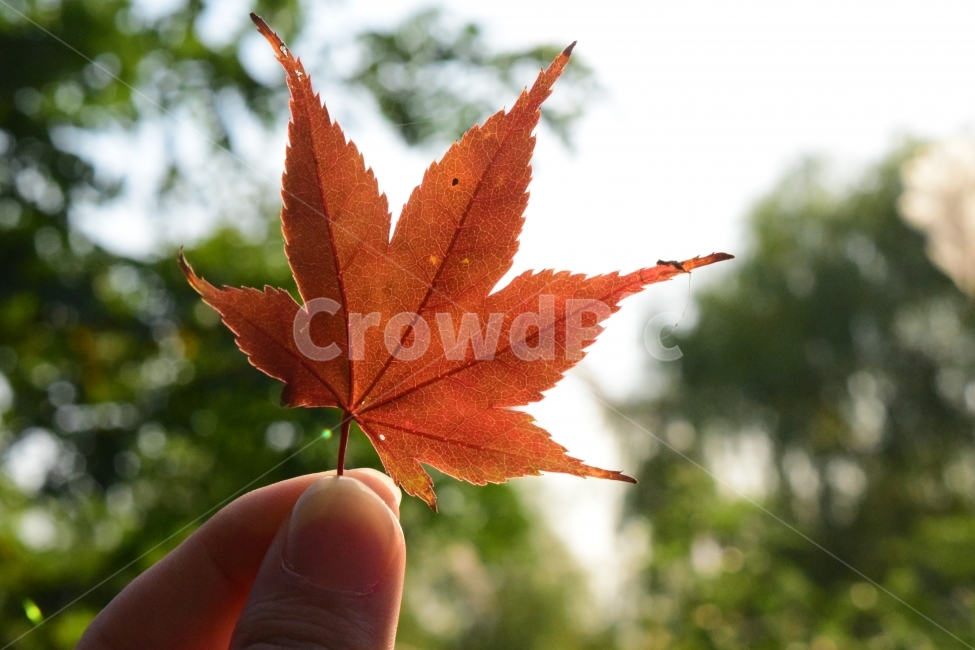 가을,fall,낙엽,leaf,식물,가을,계절,fall,autumn,season,식물,자연,plants,nature,잎,plant,tree,나무