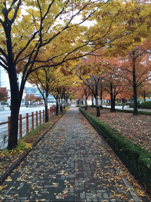 가을,단풍,가을길,autumn,fall,autumncolors