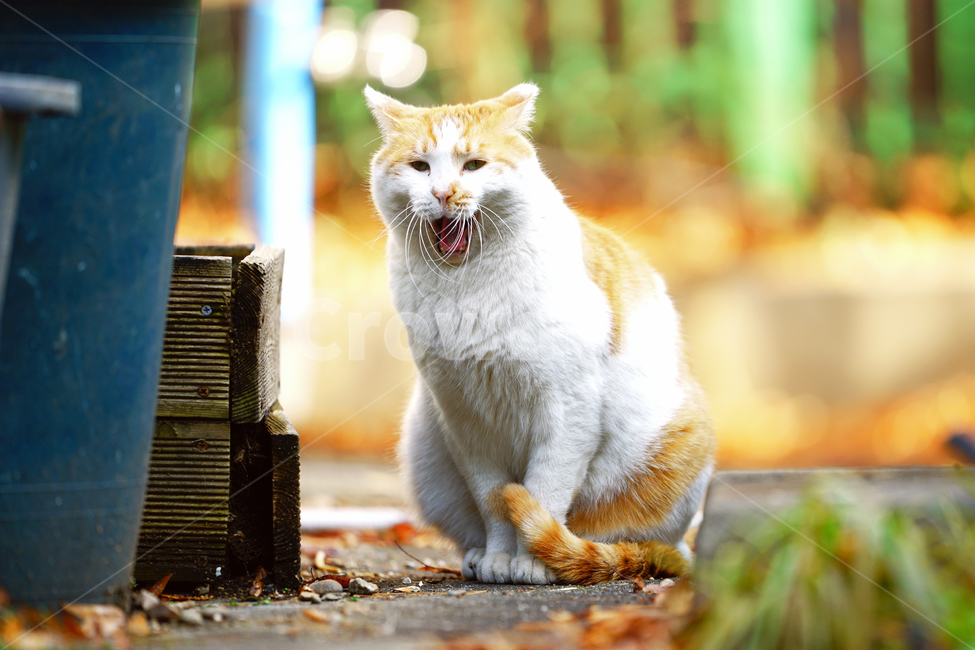 고양이,길고양이,길냥이,야옹이,냐옹이,냥냥이,반려묘,애완묘,반려동물,애완동물,야생동물,펫,캣,동물,animal,포유류,mammal,고양이,cat,kitten,kitty