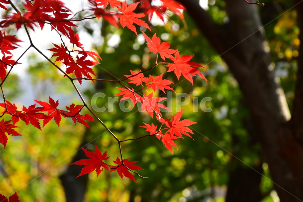 가을,단풍,자연,풍경,북한산,잎,단풍잎,붉은,나무,계절,계곡,숲,힐링,plant,fall,autumn,season,forestnature,landscape,한국자연풍경,한국자연경관,korea,tree,maple,leaf,가을,계절,fall,autumn,season,자연,풍경,nature,landscape,식물,plants,나무,trees,wood
