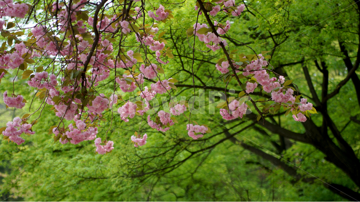 벛꽃,남산,산책로,연분홍,부감촬영,도그아이,봄,계절,spring,season,식물,자연,plants,nature,꽃,flower,plant,cherry blossom,벚꽃,blossom