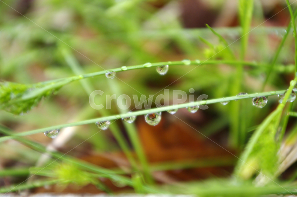 이슬,잎,물방울,계절,봄,spring,식물,plant,자연,nature,식물,자연,plants,nature