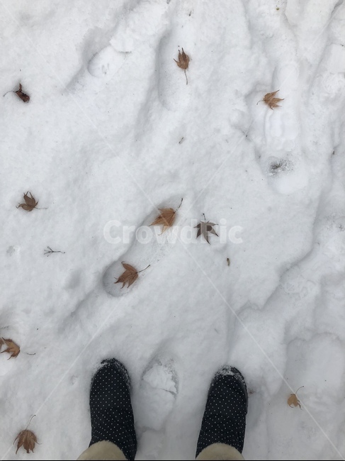 눈,낙엽,발자국,눈길,자연