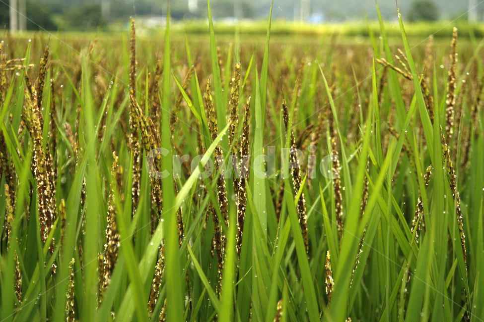 가을,벼농사,수확,추석,추수,가을,계절,fall,autumn,season,곡류,곡식,cereals,산업,industry,industrial,농업,농사,agriculture,farming,farming industry,grass,잔디,plant,식물,vegetation,초목,field,들,grassland,목초지,outdoors,옥외
