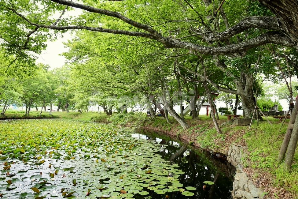 장산숲,작은숲,드라마촬영지,연꽃연못,고성장산숲