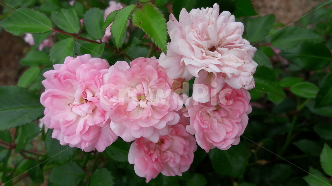 푸른수목원,장미,미니,꽃,연분홍,식물,자연,plants,nature,꽃,flower