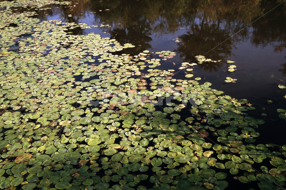 연,호수,광교호수공원,연잎,수생식물,식물,식물,자연,plants,nature