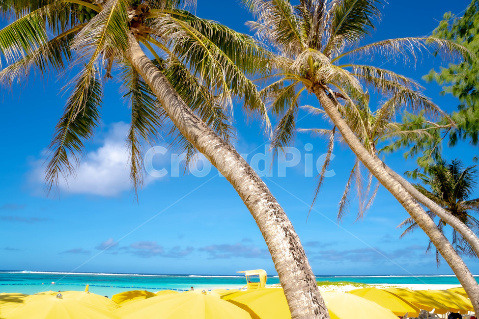 summer,여름,tropical,nature,자연,outdoors,land,물,water,해안선,shoreline,ocean,대양,sea,바다,coast,연안,파라솔,parasol,beach,바닷가,야자수,여름,계절,summer,season
