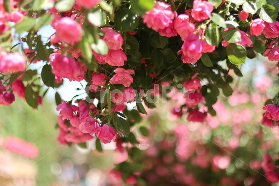 장미,꽃,풍경,핑크,5월,식물,자연,plants,nature,꽃,flower