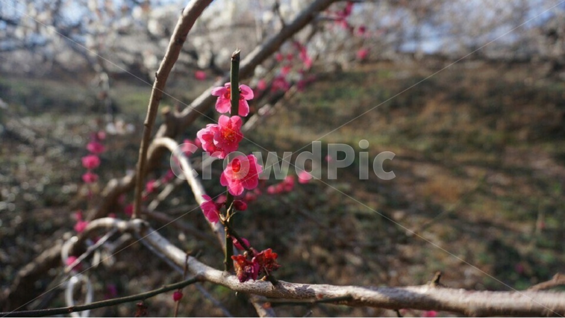 매화,홍매화,꽃,봄,분홍,pink,japaneseapricotflower,flower,hotpink,spring,springtime,warm,따뜻한,나무,tree,봄,계절,spring,season,식물,자연,plants,nature,꽃,flower,plant,sprout,새싹,bud,싹,blossom