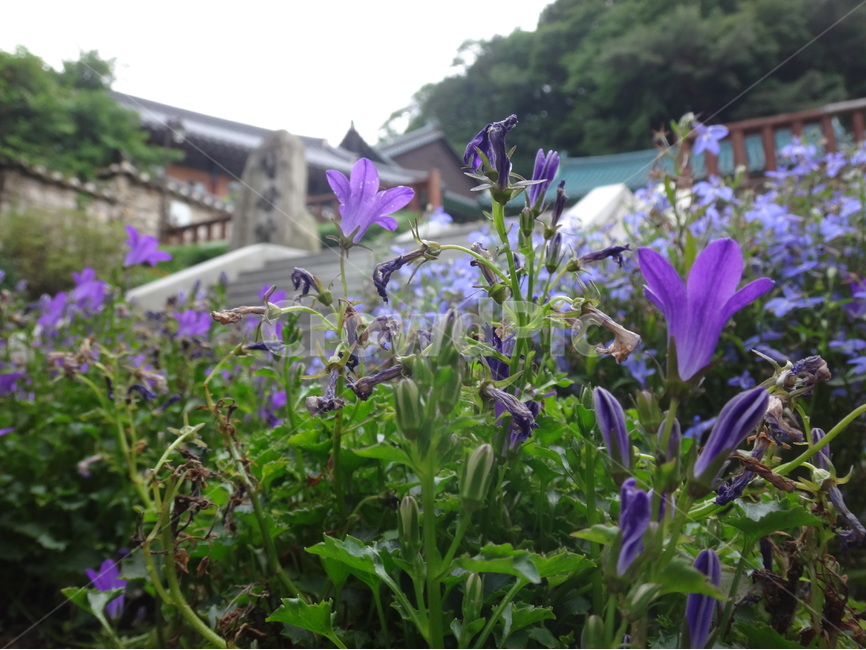보라,꽃,자연,식물,등산로,식물,자연,plants,nature,꽃,flower