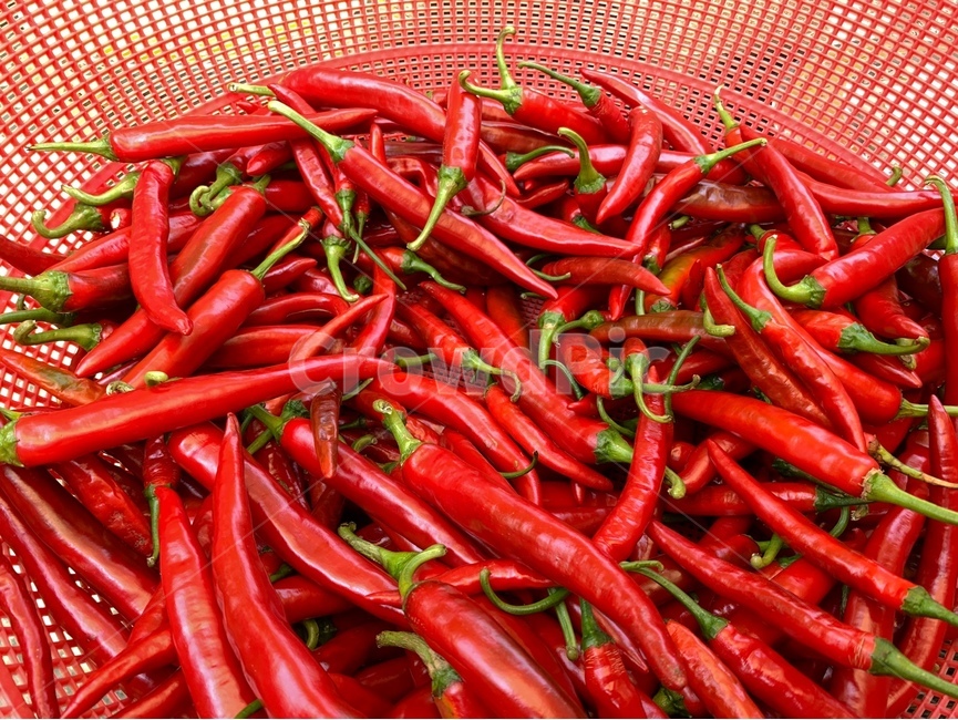고추,태양초,홍고추,고추말리기,여름풍경,채소,야채,vegetables
