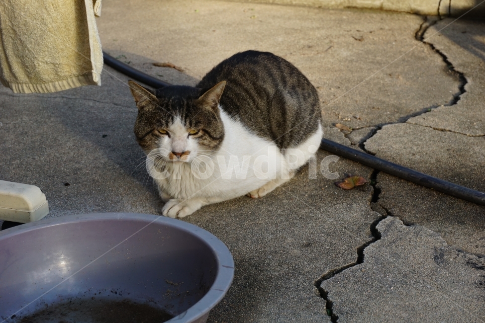 고양이,시골,동물,식빵,길냥이,동물,animal,포유류,mammal,고양이,cat,kitten,kitty