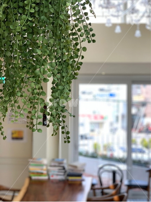 인테리어,카페,화분,식물,여유,plant,cafe