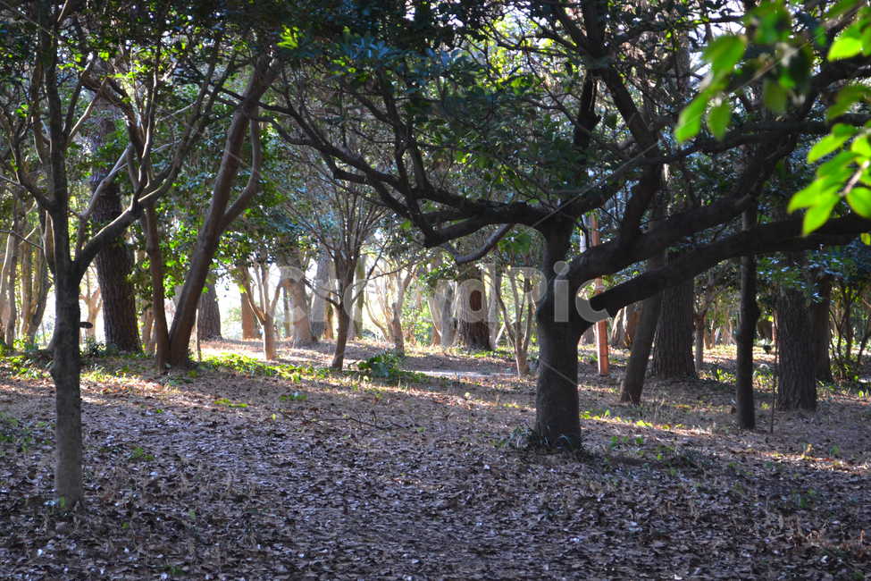숲,나무,감성사진,오동도,자연사진,자연,풍경,nature,landscape,식물,plants,나무,trees,wood,tree,plant,tree trunk,나무 줄기,ground,바닥