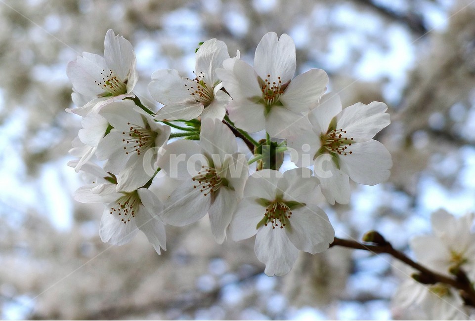 식물,자연,봄,정원,벗꽃,식물,자연,plants,nature,꽃,flower