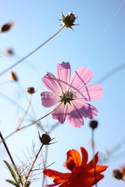 가을,꽃,감성,감성사진,코스모스,분홍,핑크,autumn,flower,cosmos,pink,pretty,beautiful,가을,계절,fall,autumn,season,식물,자연,plants,nature,꽃,flower,plant,bird,새,animal,동물,blossom,petal,꽃잎,daisy,데이지,daisies