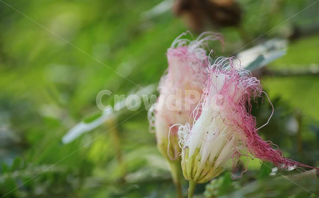 plant,식물,꽃,flower,nature,자연