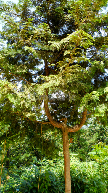 tree,나무,plant,식물,treetrunk,나무줄기,식물,자연,plants,nature,나무,trees,wood