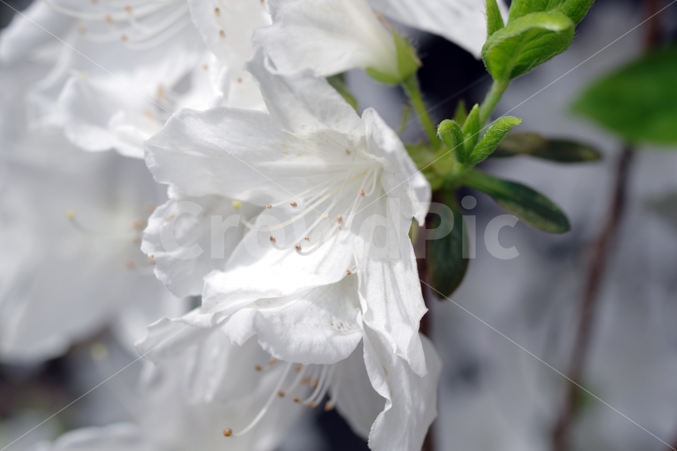 봄,철쭉,꽃,spring,flower,식물,자연,plants,nature,봄,계절,spring,season,꽃,flower,plant