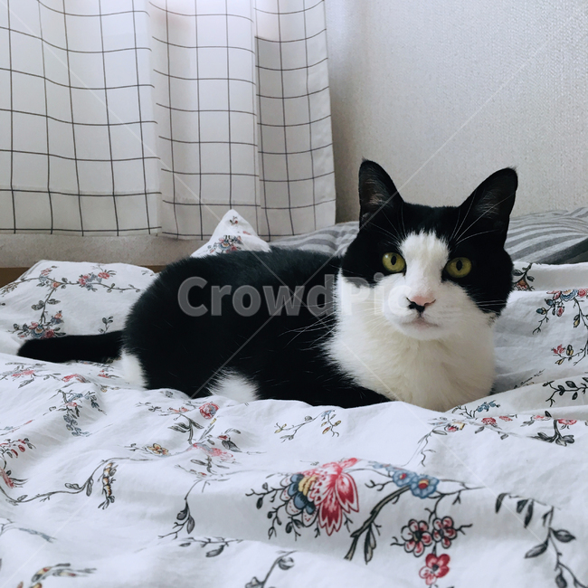 고양이,코숏,반려동물,반려묘,동물,한마리,앉기,식빵자세,휴식
