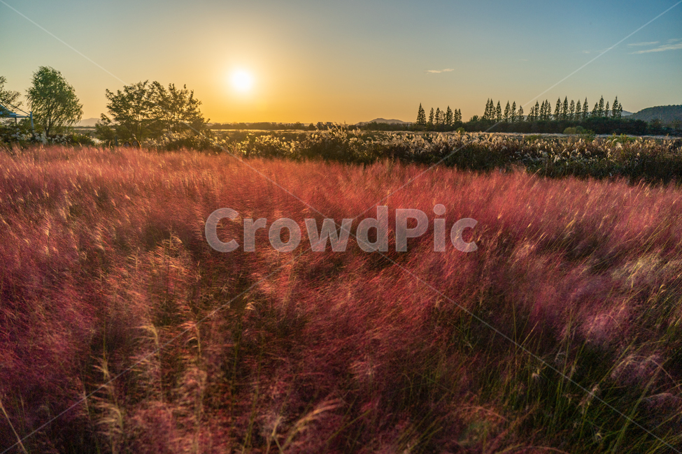 핑크뮬리,pinkmuhlygrass,일몰,sunset,sundown,nature,자연,outdoors,field,들,자연,풍경,nature,landscape,식물,plants