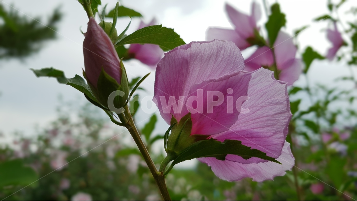 무궁화,식물,자연,꽃,여름,초록,한국,대표,나라꽃,green,nature,flower,국화,7월,8월,9월,대한민국,식물,자연,plants,nature,꽃,flower
