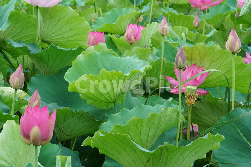 연꽃,련꽃,수초,식물,lotus,담수초,수중식물,수련과
