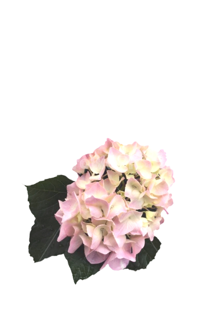 수국,꽃다발,부케,수국축제,생일