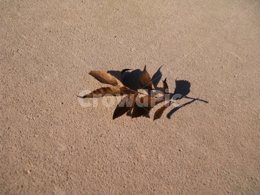 낙엽,가을,아름다운,침묵,배경,가을,계절,fall,autumn,season,식물,자연,plants,nature,plant,leaf,잎,ground,바닥