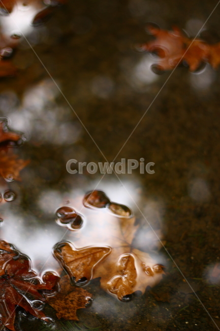 가을,낙옆,fall,leeves,물,water,물웅덩이,가을,계절,fall,autumn,season,plant,식물