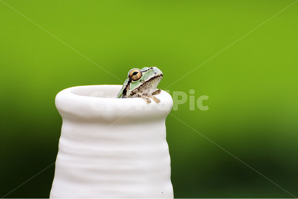 양서류,개구리,청개구리,우연,풍경,landscape,동물,animal,파충류,양서류,reptile,amphibian
